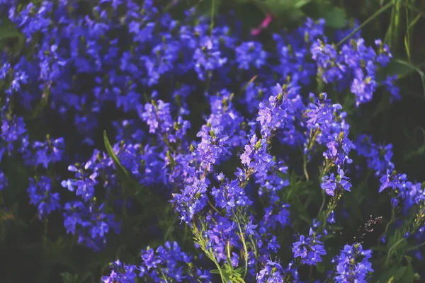 Wiosenne Kwiaty Wiosenny Ogród — Zdjęcie stockowe