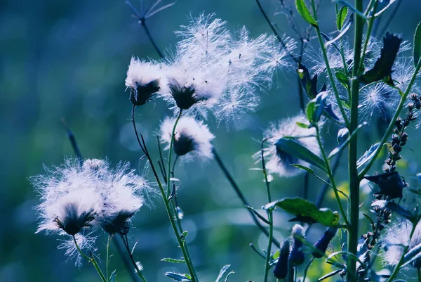 Красиві Квіти Полі — стокове фото
