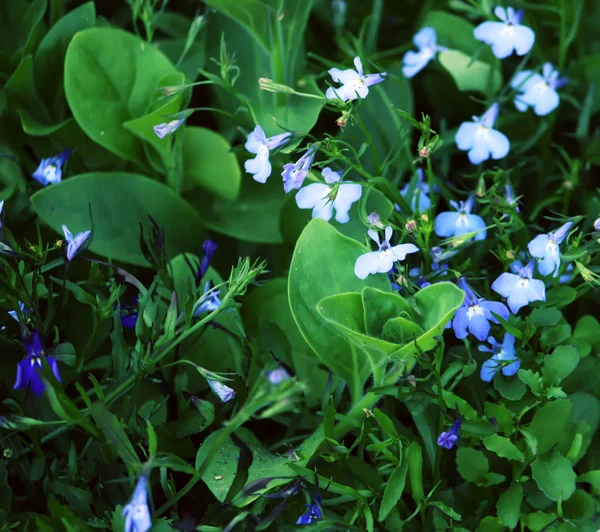 Frühlingsblumen Frühlingsgarten — Stockfoto