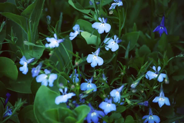 在春天的花园的春天的花朵 — 图库照片