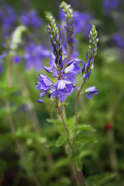 Schöne Blumen Garten — Stockfoto