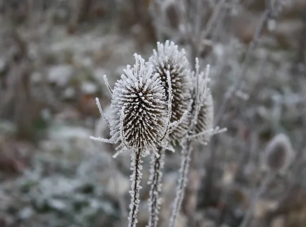 Teasel. Dipsacus Fullonum — Foto de Stock