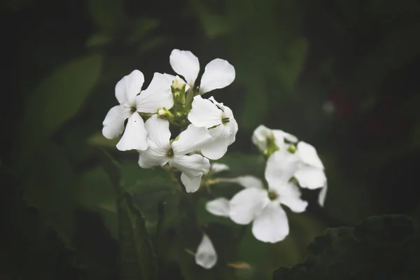Λευκά αγριολούλουδα στον κήπο — Φωτογραφία Αρχείου