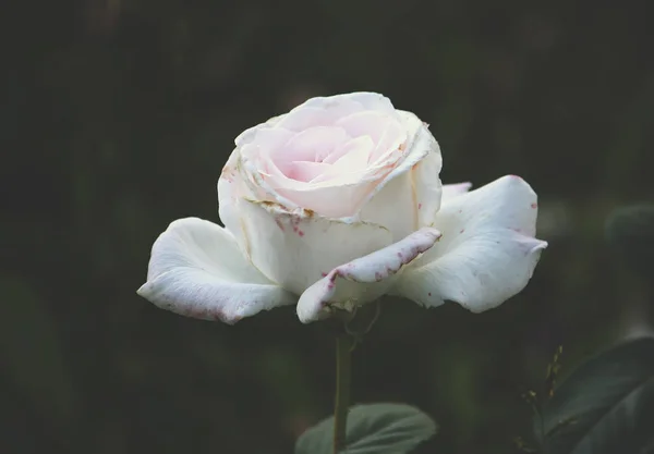 Όμορφο λευκό τριαντάφυλλο — Φωτογραφία Αρχείου