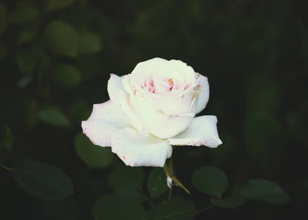 Beautiful white rose — Stock Photo, Image