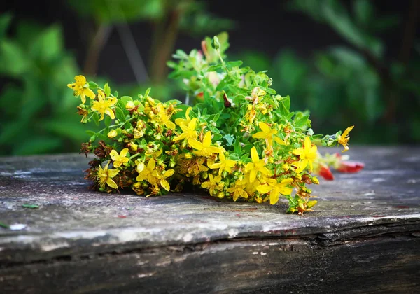 Tutsan sárga virágok — Stock Fotó