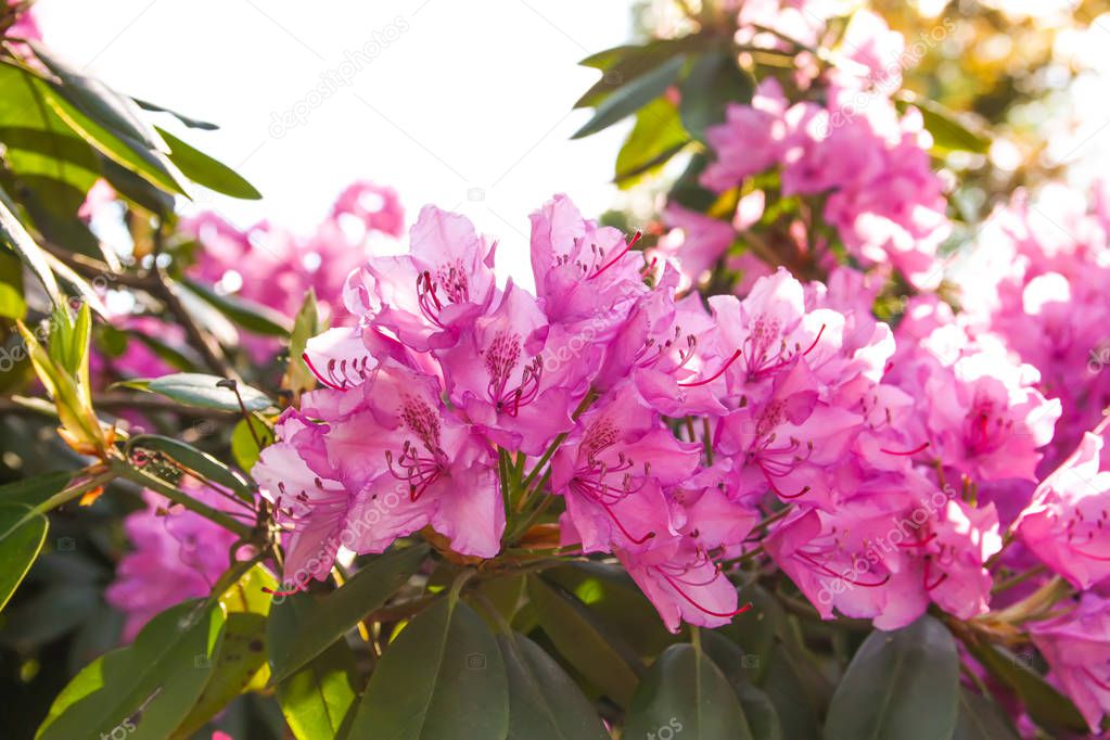 Beautiful Rhododendron plants in bloom in spring park.