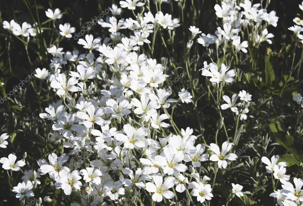 White wildflowers in the garden