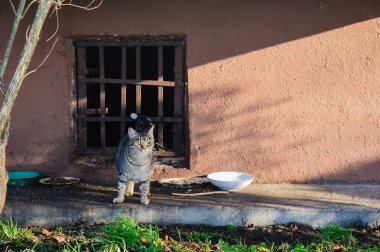 Sokak kedisi ve kedi bodrum penceresinin yanında..