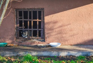 Sokak kedisi ve kedi yavrusu 