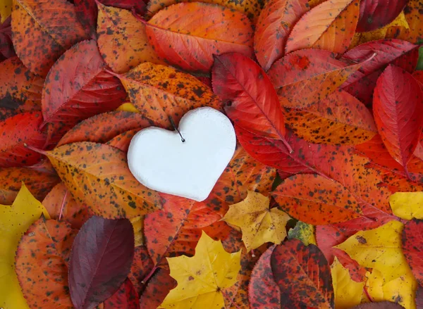 Corazón blanco decorativo — Foto de Stock