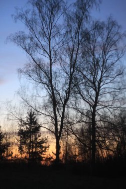 Şafak vakti bir ağacın dallarının siluetleri.