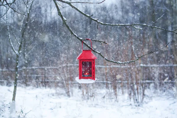 Czerwona latarnia wisi na gałęzi drzewa. Śnieżny zimowy poranek w parku. — Zdjęcie stockowe