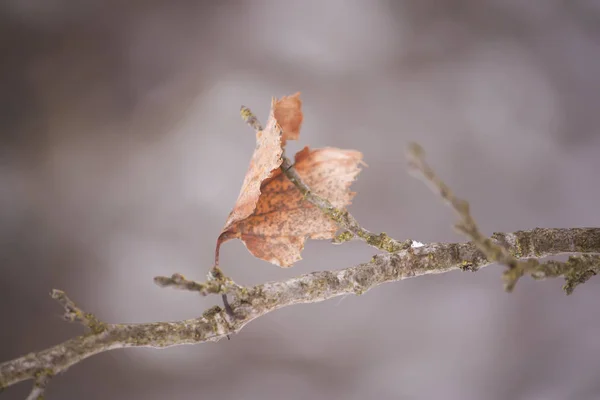 Detalle de la naturaleza invernal en el campo . —  Fotos de Stock