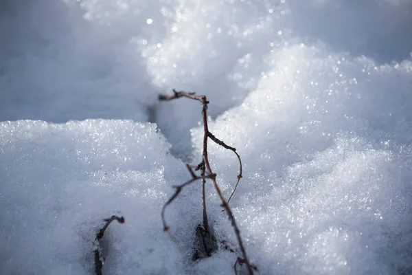 Detalle de la naturaleza invernal en el campo . — Foto de Stock