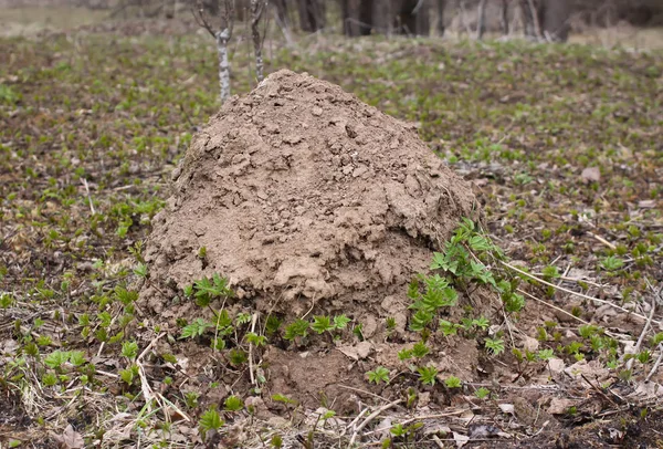 Soil Ground Forest — 스톡 사진