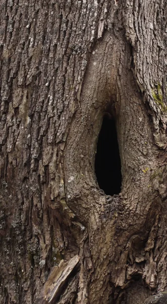 Close Texture Old Oak Tree Hollow — 图库照片