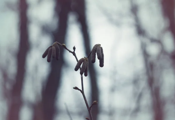 森林里美丽的春花 — 图库照片