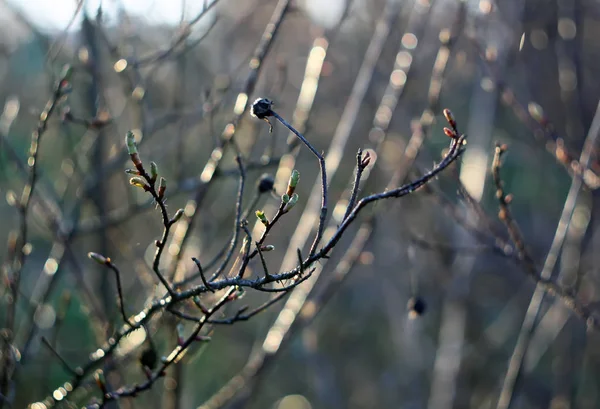 Σιλουέτες από κλαδιά δέντρου στον ήλιο της αυγής — Φωτογραφία Αρχείου