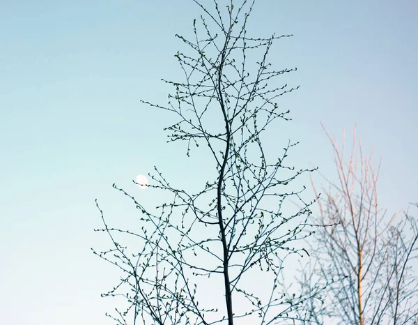 Silhouette di rami di un albero — Foto Stock