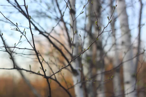 Silhuetter av grenar av ett träd i gryningen solen — Stockfoto