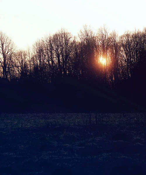 Silhouettes of branches of a tree in the dawn sun — Stock Photo, Image