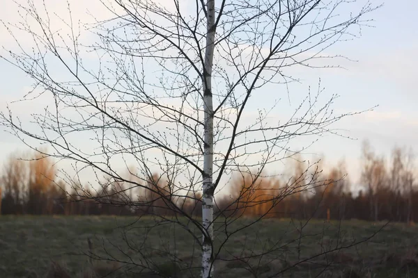 รูปแบบของกิ่งของต้นไม้ในดวงอาทิตย์รุ่งอรุณ — ภาพถ่ายสต็อก