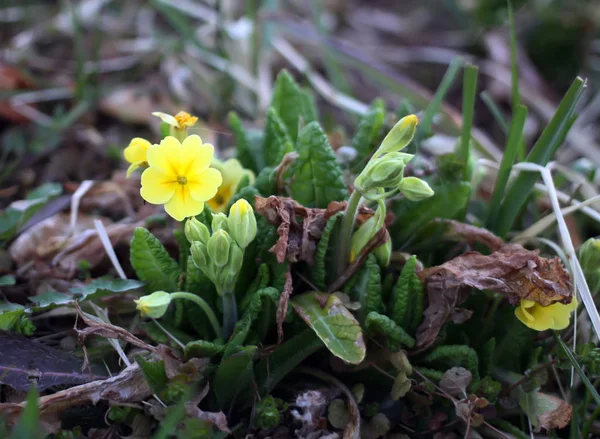 Gul vårblomma — Stockfoto