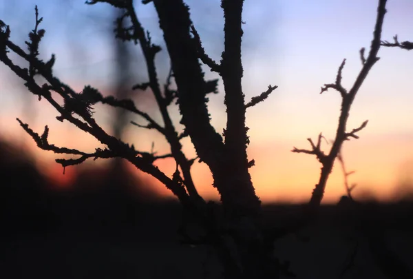 Silhouettes of branches of a tree in the dawn sun — Stock Photo, Image