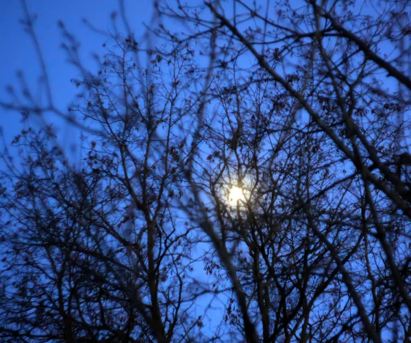 Silhouettes of branches of a tree in the dawn sun — Stock Photo, Image