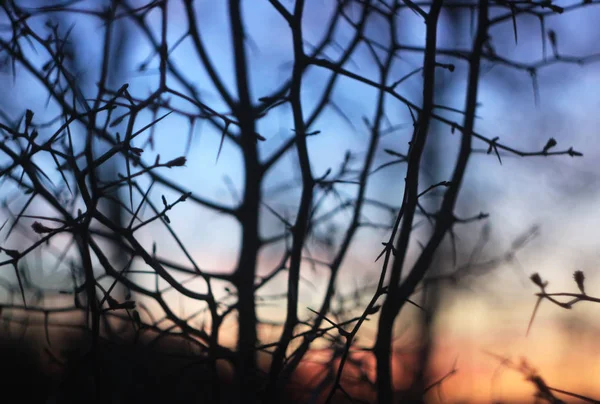 Silhouettes of branches of a tree in the dawn sun — 스톡 사진