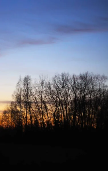 夜明けの太陽の木の枝のシルエット — ストック写真