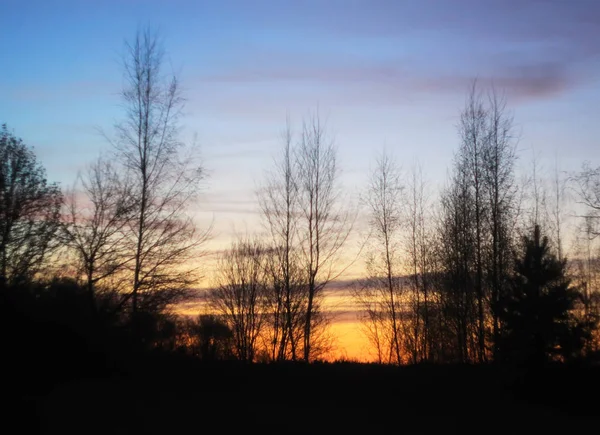 Silhouette di rami di un albero al sole dell'alba — Foto Stock