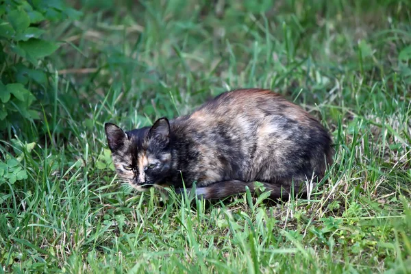 Кот, живущий в сельской местности — стоковое фото