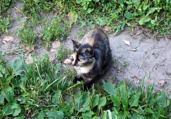 Gato que vive no pátio rural — Fotografia de Stock