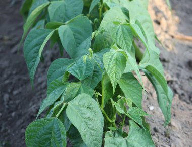 Kırsal kesimdeki mutfak bahçesinde sebzeler yetişiyor.. 