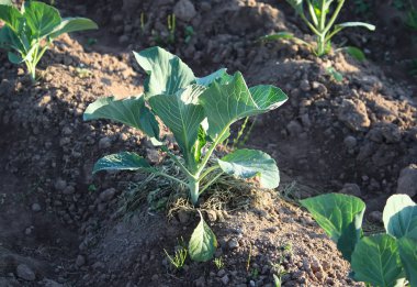 Kırsal kesimdeki mutfak bahçesinde sebzeler yetişiyor.. 