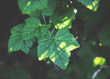 Ormanda yeşil yapraklar