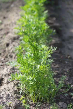 Kırsal kesimdeki mutfak bahçesinde sebzeler yetişiyor.. 