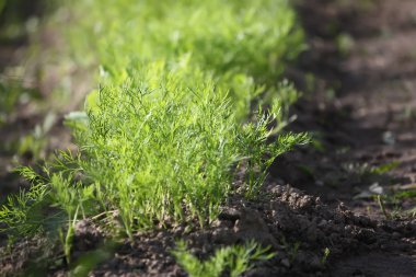 Kırsal kesimdeki mutfak bahçesinde sebzeler yetişiyor.. 