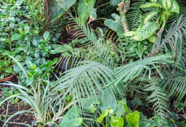 Yumuşak güneş ışığında yeşil palmiye yaprakları. Doğal tropikal bitki arka planı.