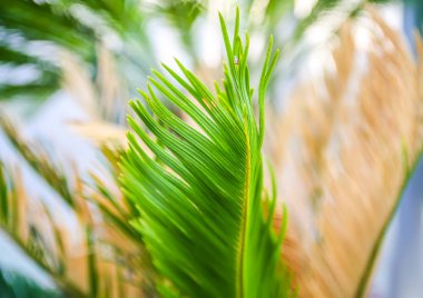 Yumuşak güneş ışığında yeşil palmiye yaprakları. Doğal tropikal bitki arka planı.