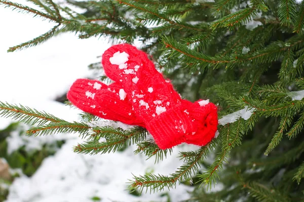 Red mittens on fir tree green branches.