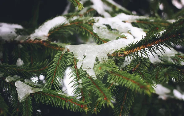 Tannenbaum grüne Zweige mit Schnee im Winterpark. — Stockfoto