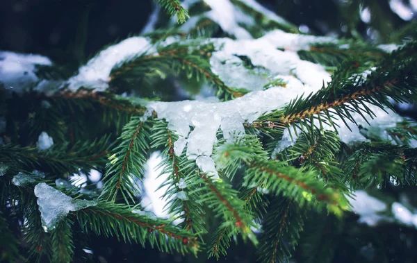 Tannenbaum grüne Zweige mit Schnee im Winterpark. — Stockfoto