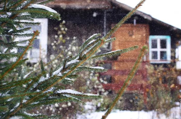 Fir träd gröna grenar på landsbygden hem byggnad bakgrund. — Stockfoto