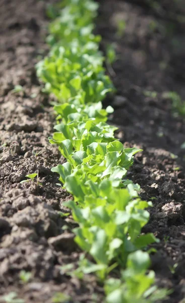 Kırsal kesimdeki mutfak bahçesinde sebzeler yetişiyor.. 