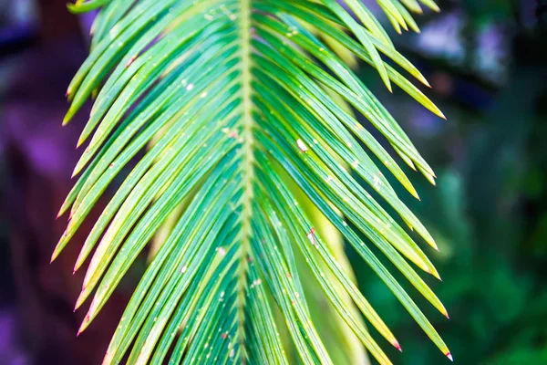 Yumuşak güneş ışığında yeşil palmiye yaprakları. Doğal tropikal bitki arka planı. — Stok fotoğraf