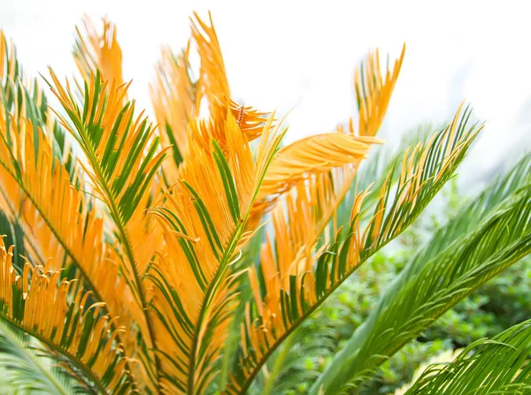 Yumuşak güneş ışığında yeşil palmiye yaprakları. Doğal tropikal bitki arka planı. — Stok fotoğraf