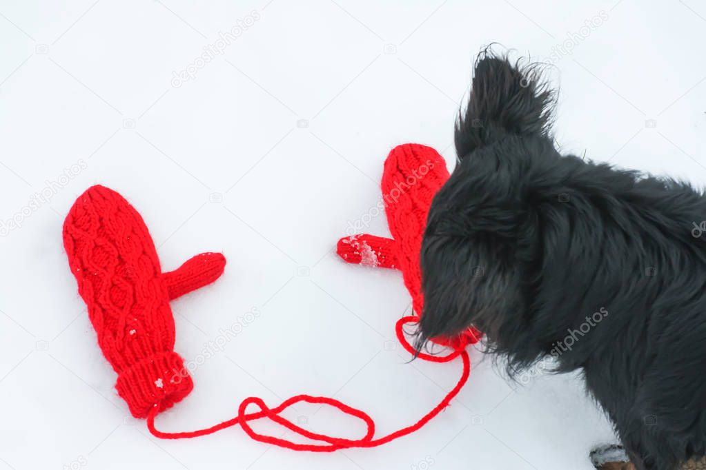 Curious dog sniffs red mittens on snow